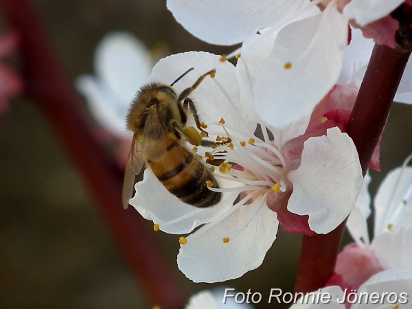 aprikosblomma